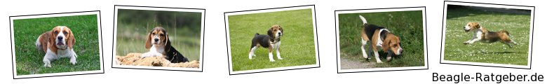 Beagle-Ratgeber.de